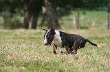 BULL TERRIER MINIATURE 072